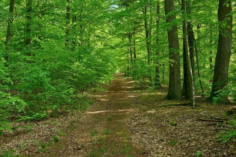 Path