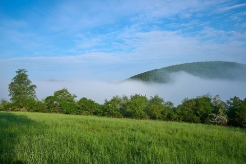 Meadow