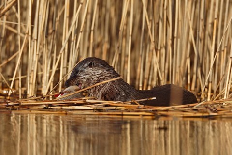 European otter