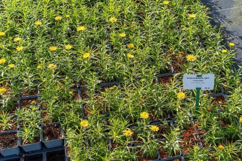 A bed of flowering plants inula ensufolia