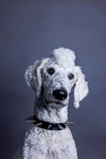White dog