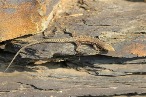 Common wall lizard