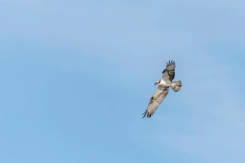 Western osprey