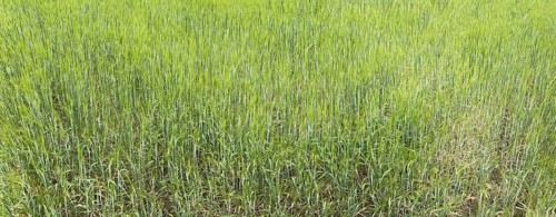 Barley