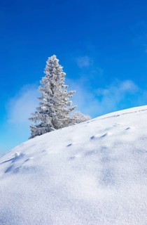 Winter landscape at the Zwoelferhorn with deep snow-covered conifer