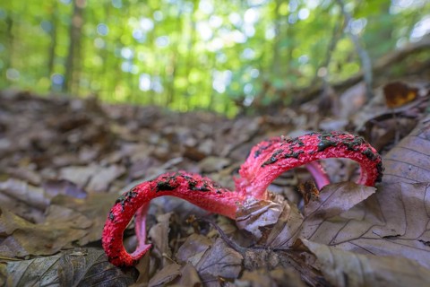 Octopus stinkhorn