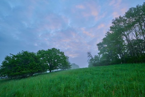 Meadow