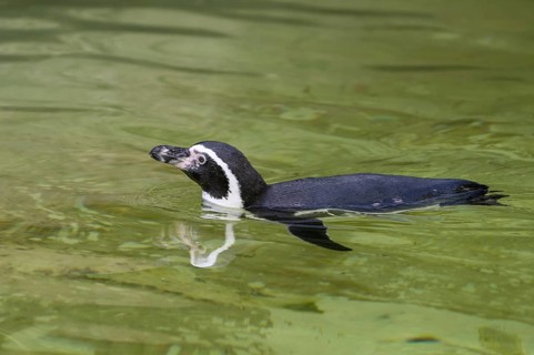 Humboldt penguin