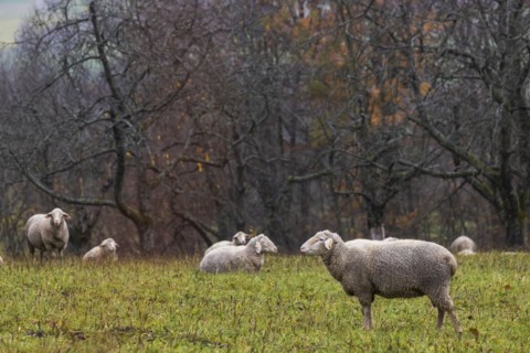 Sheep in a meadow