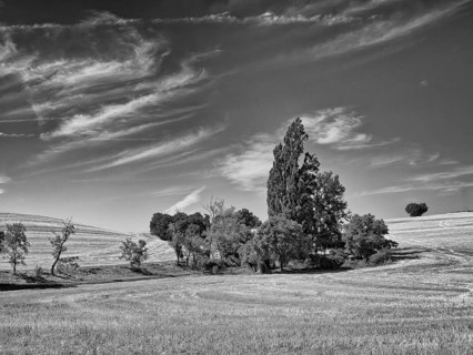 Group of trees on wheat field with cirrus