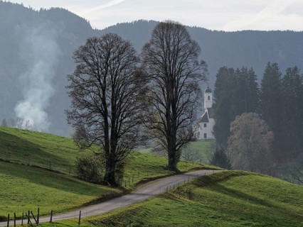 Trees in hilly landscape in front of church
