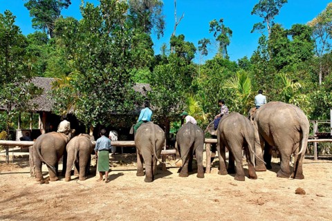 Asian elephant