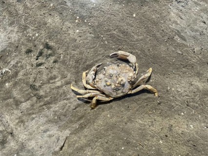 Common shore crab