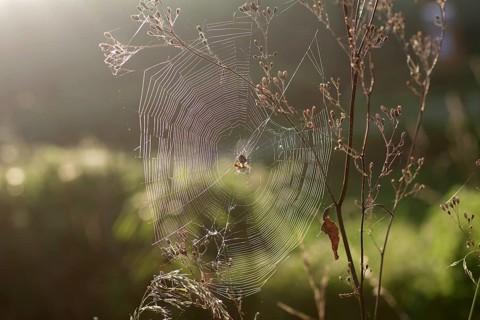 Spider web