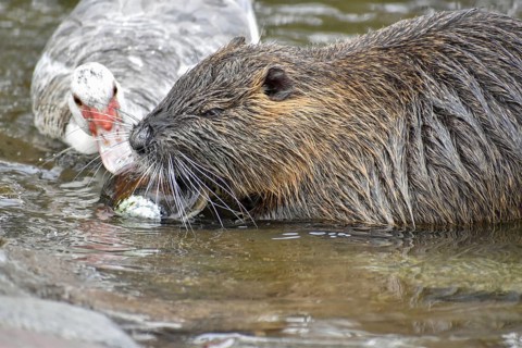 A nutria