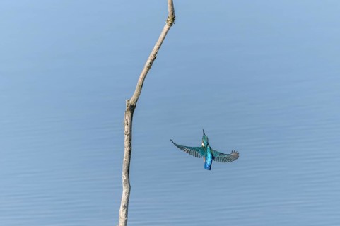 European Kingfisher