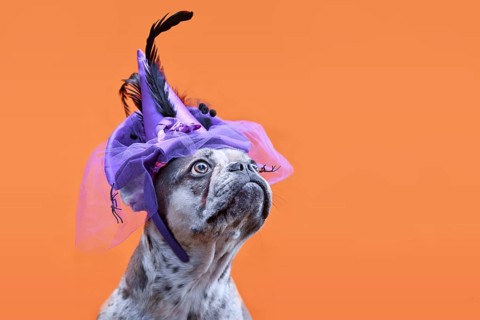 French Bulldog dog with Halloween costume witch hat on orange background with copy space