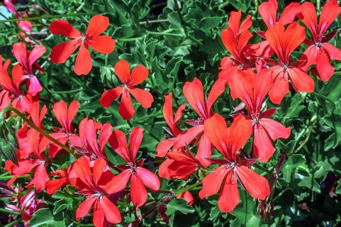 Geraniums