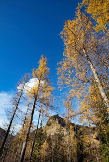 Autumnal yellow lark forest on the Genneralm with view to the Holzeck