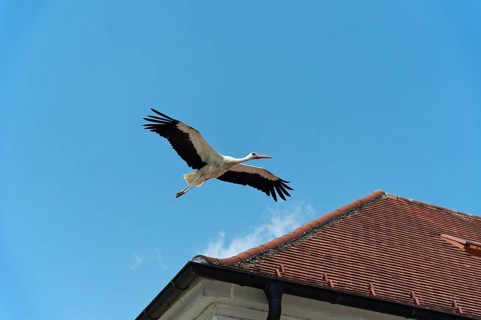 White stork