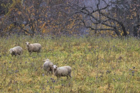 Sheep in a meadow