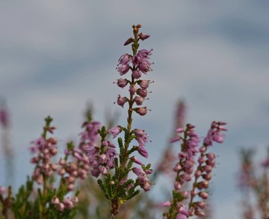 Heather blossoms in the Nemitzer Heide near Trebel
