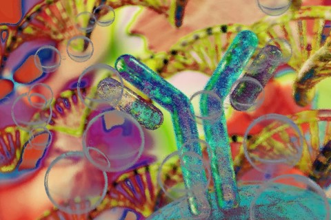 The cellular immune response is triggered by T cells that have been activated by a suitable antigen. On the one hand