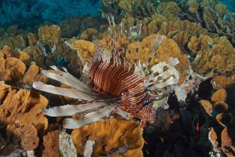 Pacific red lionfish