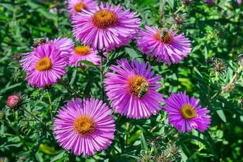 New england asters