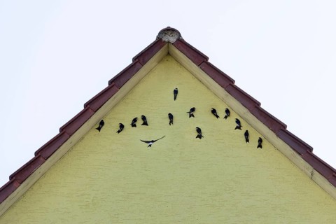 House martins