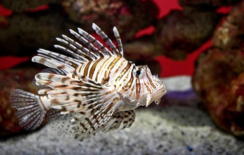 Lionfish