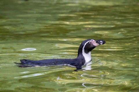 Humboldt penguin