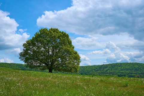 Oak tree