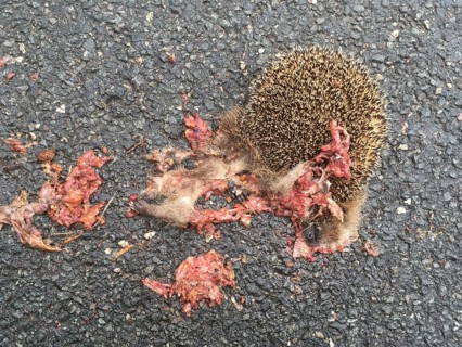 European hedgehog