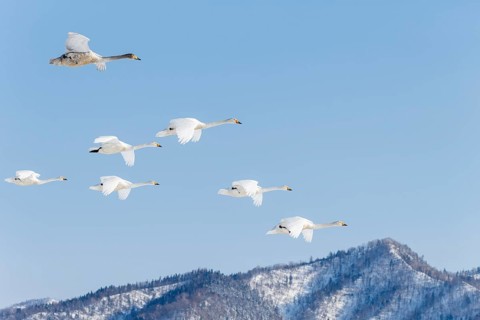 Whooper Swans