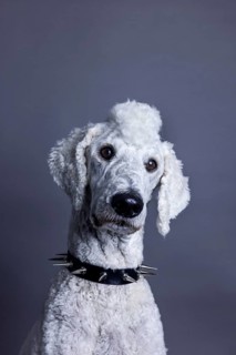 White dog