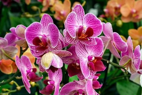 Butterfly orchids in a garden centre