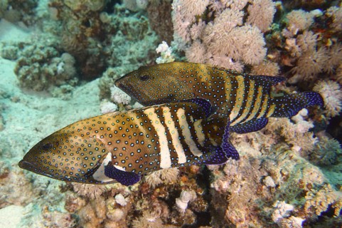 Pair of bluespotted grouper