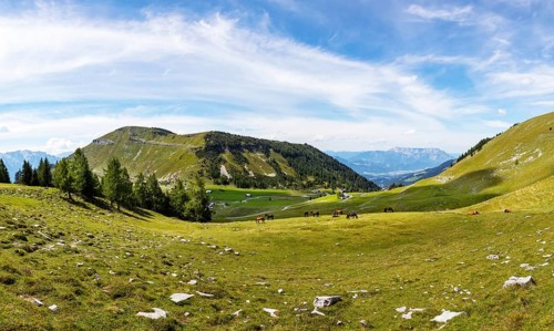 Herd of horses on the Trattbergalm with view to the Trattberg