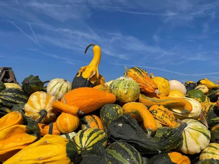 Many pumpkin varieties