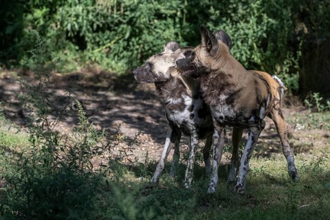 African wild dogs