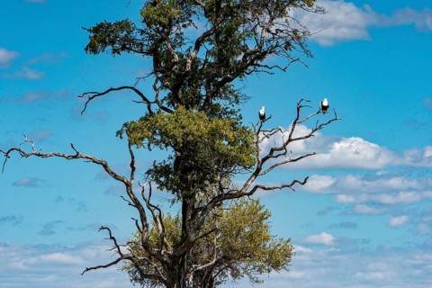 African Fish Eagle