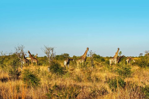 Group of giraffes