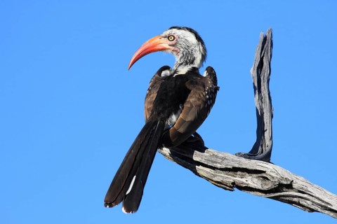 Savannah Hornbill also Red-billed Hornbill