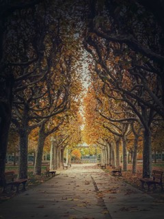 Beautiful morning in the autumn park with golden alley of sycamore trees. Fall season scene