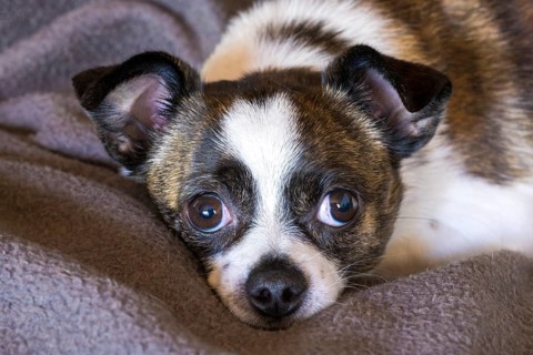 Small Chihuahua dog
