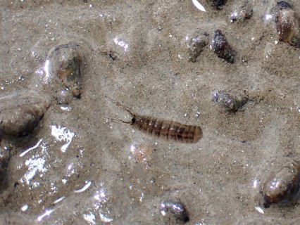 Mud crab
