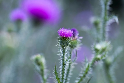 Flowering thistle