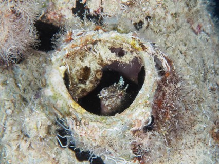 A sabre-toothed blenny