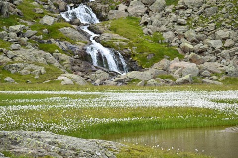 Waterfall and lake with lots of cottongrass